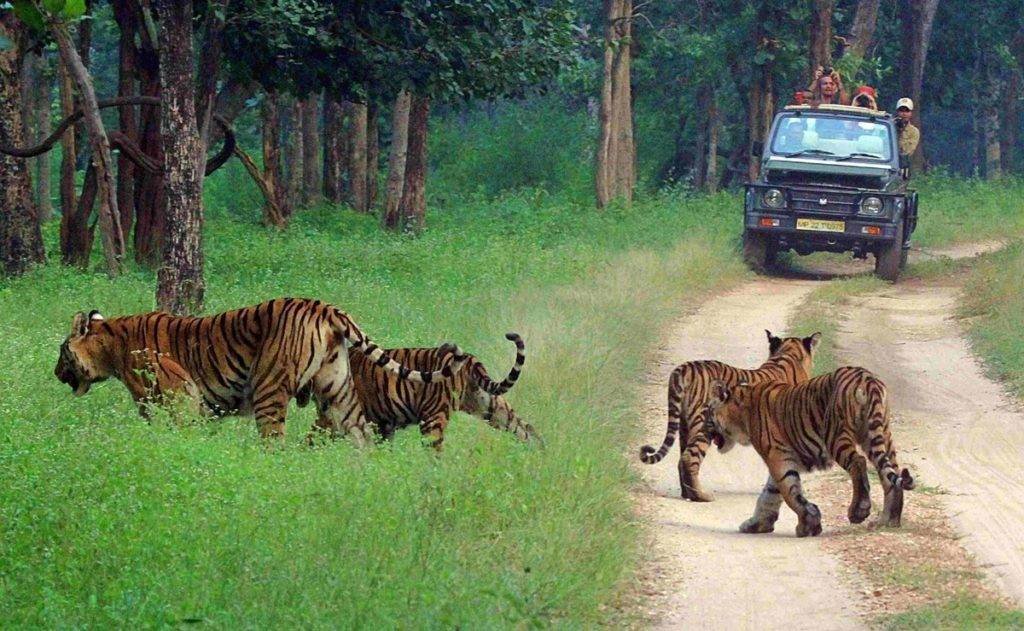 Explore the best jungle safaris in India to feel the magic of nature